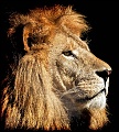 01 Lion